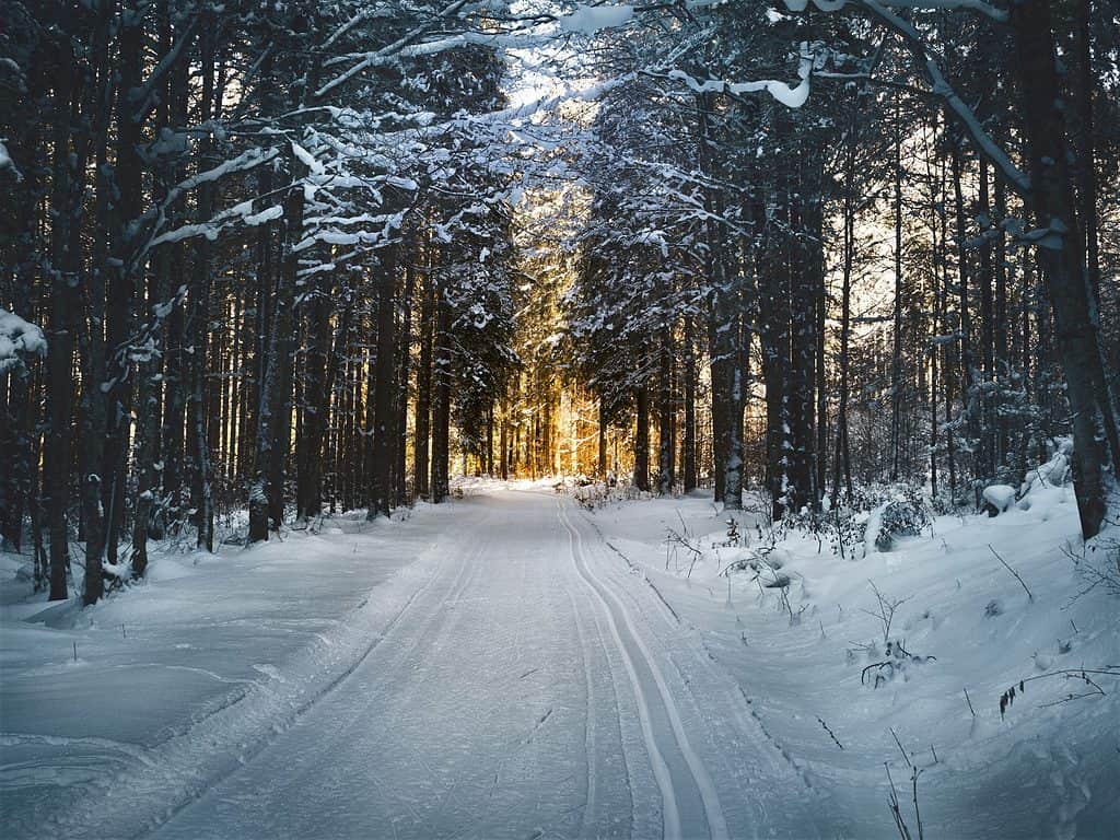 Winter Forrest